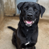 DANTE VAA, chien à adopter