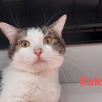 Kaky, chat à adopter