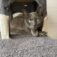 BOBBY, chat à adopter