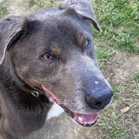 Azur, chien à adopter