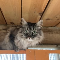 LAIDY réservée, chatte à adopter