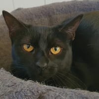 CIGALE CHA c, chatte à adopter