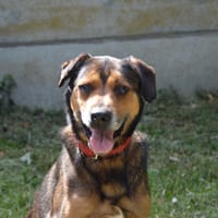 Maloï, chien à adopter