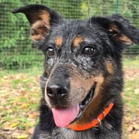 SHAINA, chienne à adopter