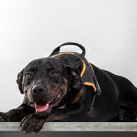 Nash, chien à adopter