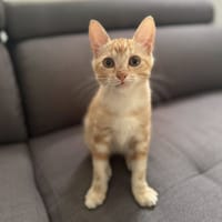 MILO, chat à adopter