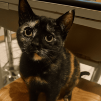 KALI, chatte à adopter