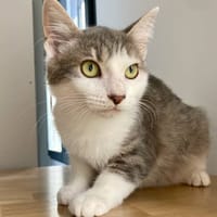 NAYA**, chatte à adopter