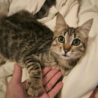 MIMI, chatte à adopter
