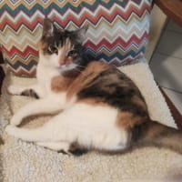 AMANDINE, chatte à adopter