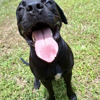 Tito, mâle croisé berger, né le 10/02/2022 🐶, chien à adopter