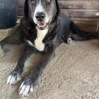 Angel, chien à adopter