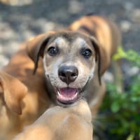 Zinfandel, mâle croisé berger, né le 14/07/2025 🐶, chien à adopter