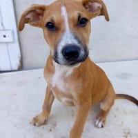 Spooky, mâle croisé berger, né le 15/06/2025 🐶, chien à adopter