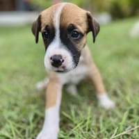 Soen, femelle berger née le 15/08/2025 🐶, chienne à adopter