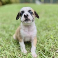 Ravi –mâle berger,né le 15/08/2025 🐶, chien à adopter