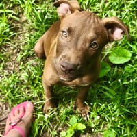 Praline, femelle berger, née le 15/07/2025 🐶, chienne à adopter