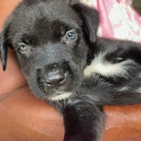 Poulette, femelle berger, née le 08/08/2025 🐶, chienne à adopter