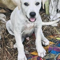 Patch, mâle berger, né le 15/07/2025 🐶, chien à adopter