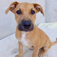 Néwis, mâle croisé berger, né le 15/06/2025 🐶, chien à adopter