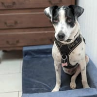 Vador l'adorable petit guerrier tripatte, chien à adopter