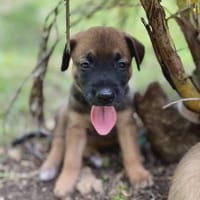 Miki, femelle Berger née le 15/08/2025 🐶, chienne à adopter