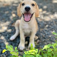 Malbec, mâle croisé berger, né le 14/07/2025 🐶, chien à adopter