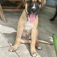 Lucky, mâle berger, né le 15/07/2025 🐶, chien à adopter