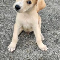 Grenache, mâle croisé berger, né le 14/07/2025 🐶, chien à adopter