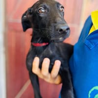 Dusty, mâle croisé berger, né le 15/06/2025 🐶, chien à adopter