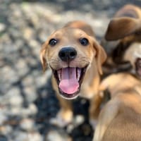 Carignan, mâle croisé berger, né le 14/07/2025 🐶, chien à adopter