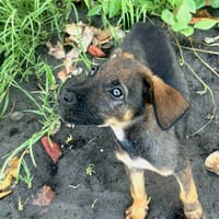 Brownie, femelle croisée berger, née le 01/08/2025 🐶, chienne à adopter