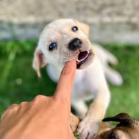 Bleuenn, femelle X berger, née le 15/08/2025🐶, chienne à adopter
