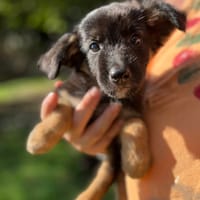 Azia, femelle croisée berger, née le 01/08/2025 🐶, chienne à adopter