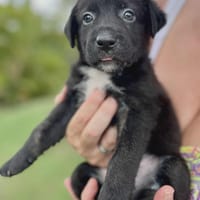 Audi, femelle croisée berger, née le 15/08/2025 🐶, chienne à adopter