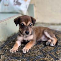 Alaska, femelle X berger, née le 15/08/2025 🐶, chienne à adopter