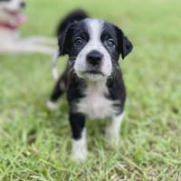 Ael, mâle berger,née le 15/08/2025 🐶, chien à adopter