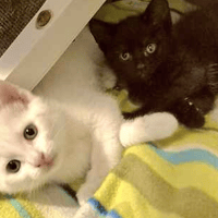 Spotty & Sooty, female cat to adopt