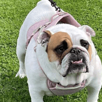 Molly, female dog to adopt
