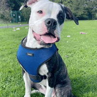 Chloe, female dog to adopt