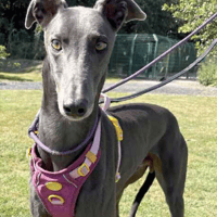 Ted, dog to adopt