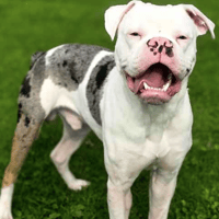 Eddie, dog to adopt