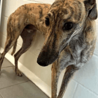 Ace, dog to adopt