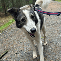 Matteo, dog to adopt
