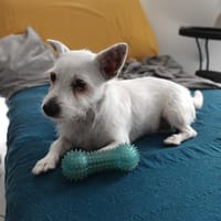 THALIE, chienne à adopter