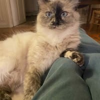 BELLE, chatte à adopter