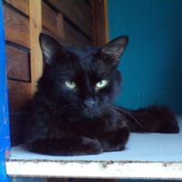 ANGELO, chat à adopter