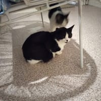Looping, chat à adopter