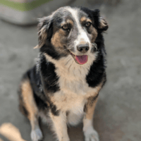 Mandy, female dog to adopt