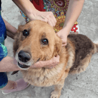 Charlie, dog to adopt